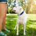 Neoprene Padded Dog Collar, Heavy Duty Nylon for Small Medium Large Dogs, Adjustable Reflective with Metal Buckle