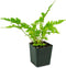 Sprig & Stone Live Mini Ferns Terrarium Plants (Brilliance)