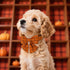 Maca Bates Fall Pumpkin Plaid Dog Collar with Sailor Bow Tie for Small Dogs, Adjustable Breakaway Soft Collar