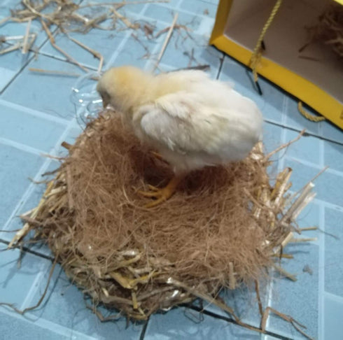 Coconut Fiber, 4.5oz Comfortable Bedding for Small Birds and Animals, Nest Material for Nest Building