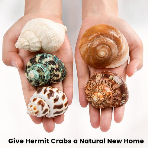 5PCS Medium and Large Hermit Crab Shells, Natural Sea Conch Size 2.2" - 3.4" for Hermit Crab Supplies