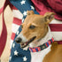 Independence Day Elegant Little Tail Dog Collar, Adjustable Holiday Pet Collar for Small Medium Large Dogs, Patriotic