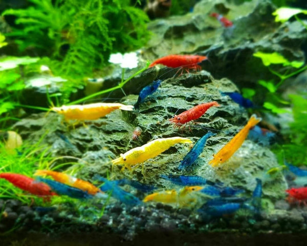 The Seam Oasis 20+ Mixed Color Cull Neocaridina Shrimp Live Freshwater Aquarium
