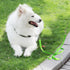Tie Out Dog Leash, 6FT Nylon 1" Wide Reflective Thick Lead for Medium Large Dogs Indoor Outdoor Camping Green