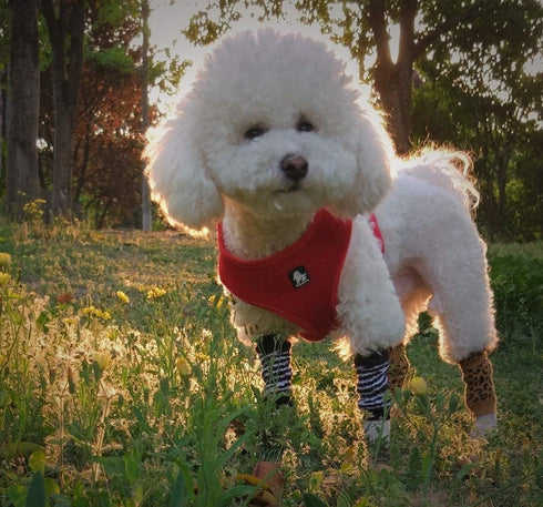 Dog Leg Warmers, Paw Protector Hock Protector for Dogs, Knee Pads Joint Support (Zebra, L 9.9-13.2 lbs)