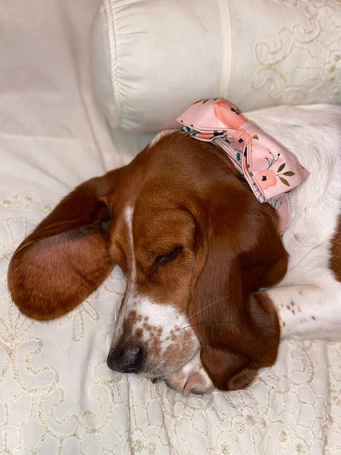 Elegant Dog Collar with Bow - Comfortable Adjustable Bowtie Collar for Small Medium Large Dogs and Cats