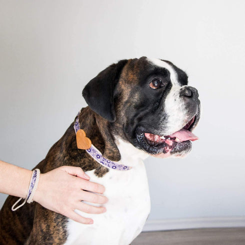 Pettsie Dog Heart Collar & Matching Friendship Bracelet - Adjustable Durable Hemp for Small & Medium Dogs