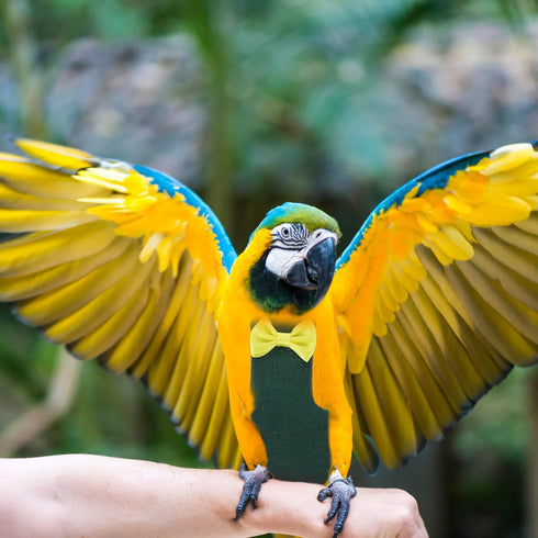 2XL Reusable Bird Diaper Flight Suit for Parakeets and Cockatiels Outdoor Bird Clothing with Padding Dark Green Parrot