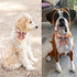 Unique Style Paws Dog Collar with Tie, Adjustable Pink Bowtie Collars for Small Medium Large Dogs and Cats-M