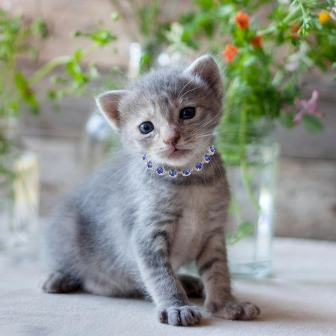PRETYZOOM Pet Necklace - Rhinestone Dog Collar for Small Dogs, Wedding Collar for Puppies and Kittens