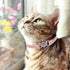 BINGPET Diamond Cat Collar, Adjustable Soft Velvet Leather Kitten Collar with Crystal Heart Charm, Pink