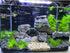 AQUA KT Aquarium Landscape Foreground Grass, Seaweed Green Plants for Marine Freshwater Fish Tank Decor