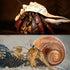 5PCS Extra Large Hermit Crab Shells, Natural Sea Conch Size 3" - 4.7", Turbo Seashells for Hermit Crab Supplies and