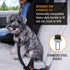 Active Pets Dog Car Seat Belt Harness, Safety Travel Restraint System for Small to Large Dogs, Blue
