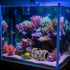 GSD Star-Fish Broken Barrel Decor, Resin Betta Fish Tank Accessories, Includes 1 Broken Barrel & 2 Star Fish