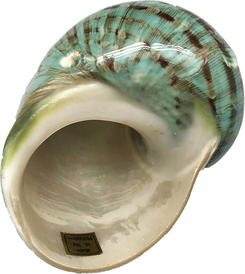 GENERIC 1PC (3.5Inch ~4inch) Natural Fluorescent Conch Hermit Crab Shells Can be Used as Hermit Crab Replacement