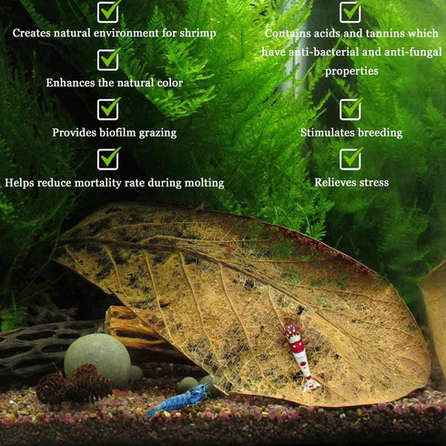 SunGrow Catappa Indian Almond Leaves for Shrimp Aquariums, 10 Pcs, Lowers Tank pH
