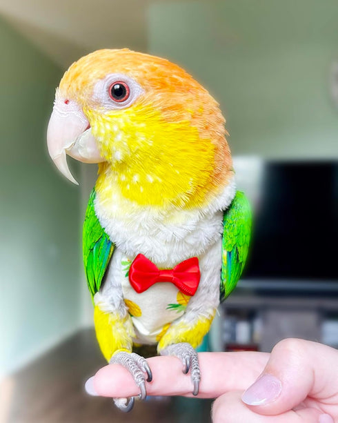 UKJENT 2 Pack, Bird Diaper Protective Parrot Nappy - Reusable Flight Suit with Waterproof Inner Layer, Washable Cute