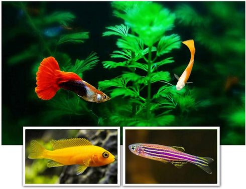 Ubxvamm 60G Aquarium Hatching Fish Food Shelling Eggs Shrimp Shelling Eggfood for Feeding Baby Fishes