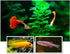 Ubxvamm 60G Aquarium Hatching Fish Food Shelling Eggs Shrimp Shelling Eggfood for Feeding Baby Fishes