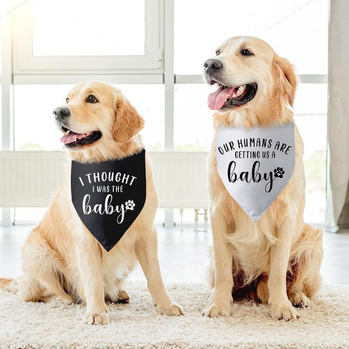 2 Packs Our Humans are Getting us a Baby Dog Bandana Pregnancy Announcement Dog Scarf Accessories Gender Reveal Baby