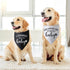 2 Packs Our Humans are Getting us a Baby Dog Bandana Pregnancy Announcement Dog Scarf Accessories Gender Reveal Baby