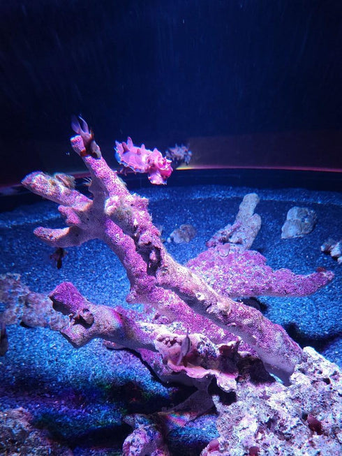Natural Slate Stone - 1/8 to 1/4 inch Slate Gravel for Aquariums, Bonsai, and Miniature Gardens