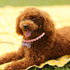 Frienda 5 Pcs Pet Pearl Necklace Diamond Crystal Dog Collars with Bling Rhinestones, Wedding Collar for Puppy Pets (S)