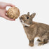 Niteangel Small Animal Activity Toy, Fun Pet Balls for Chinchilla, Guinea Pig, Rats, Rabbits, and Other Small Animals