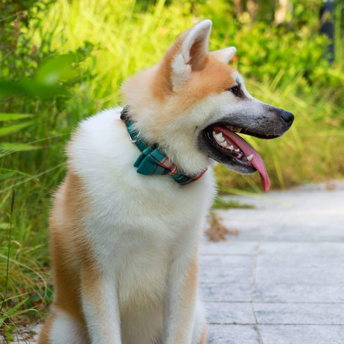 Cute Soft Girl Dog Collar with Bow, Detachable Adjustable Bowtie Dog Collar for Small Medium Large Pets