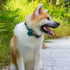 Cute Soft Girl Dog Collar with Bow, Detachable Adjustable Bowtie Dog Collar for Small Medium Large Pets