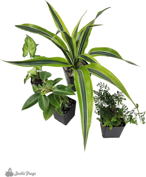 18x18x25 Josh's Frogs Crested Gecko Vivarium Plant Kit