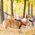 Please Don’t Pet I'm a Little Anxious Dog Leash Wrap - Anxious Dogs Leash Sleeve (Little Anxious Sleeve)