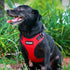 Voyager Step-in Lock Pet Harness - Adjustable All Weather Mesh Harness for Cats and Dogs, Red/Black Trim, XS