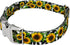 Country Country (1 Inch, Brook Petz - Premium Dairy Fields Dog Collar - and Western Collection Featuring Rustic Designs