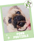 Nature Gnaws Pork Bully Stick Pretzels for Dogs - 4-5" (15 Count) - Natural Bacon Chew Treats