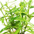 Live Pogostemon Stellatus Octopus Plant - Freshwater Aquarium Decoration