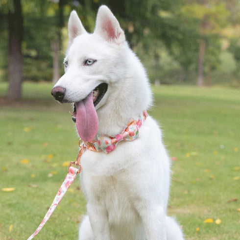 Floral Dog Leash with Soft Comfy Cotton Handle for Small Medium Large Dogs - Daily Walking (Gouache, M)