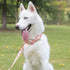 Floral Dog Leash with Soft Comfy Cotton Handle for Small Medium Large Dogs - Daily Walking (Gouache, M)