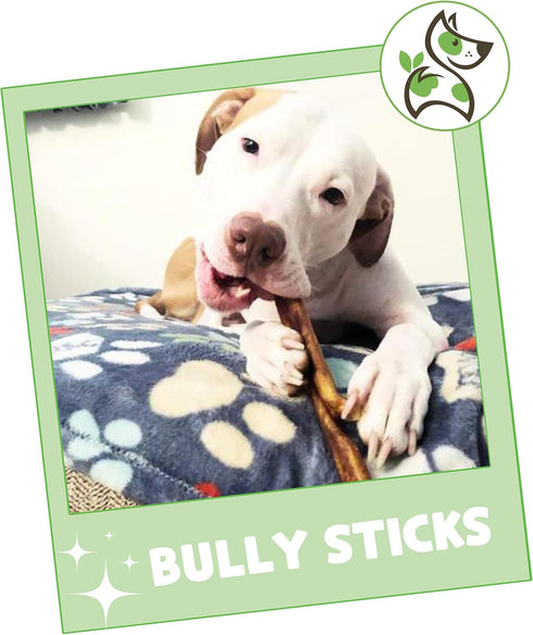 Nature Gnaws Bully Sticks for Dogs 5-6" (8oz) - Long Lasting Natural Beef Chew Bones for Large Dogs