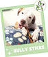 Nature Gnaws Bully Sticks for Dogs 5-6" (8oz) - Long Lasting Natural Beef Chew Bones for Large Dogs