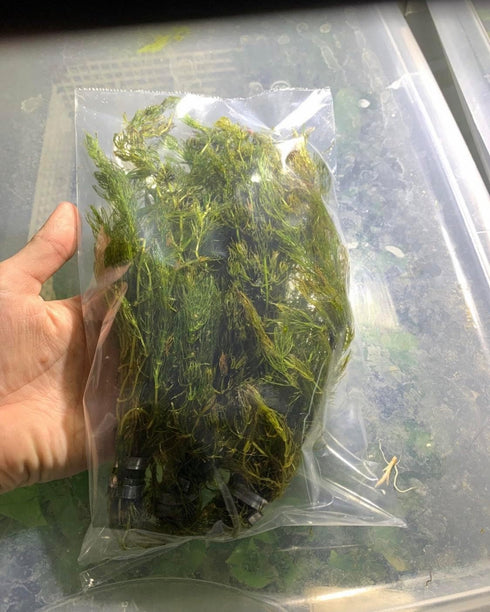 2 1 Marcus Fish Tanks Hornwort Ceratophyllum Live Aquarium Plant Planted Tank Beginner - Buy G F