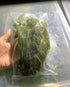 2 1 Marcus Fish Tanks Hornwort Ceratophyllum Live Aquarium Plant Planted Tank Beginner - Buy G F