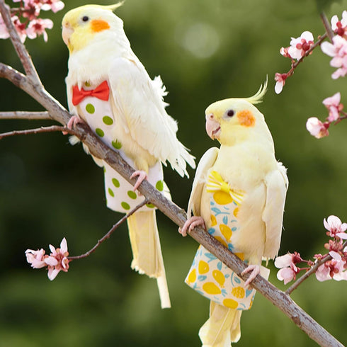 Rooyar Reusable Bird Diaper Washable Flight Suit for Parrot Adjust Parrot Diaper Costume Fly Training Suit