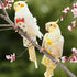 Rooyar Reusable Bird Diaper Washable Flight Suit for Parrot Adjust Parrot Diaper Costume Fly Training Suit