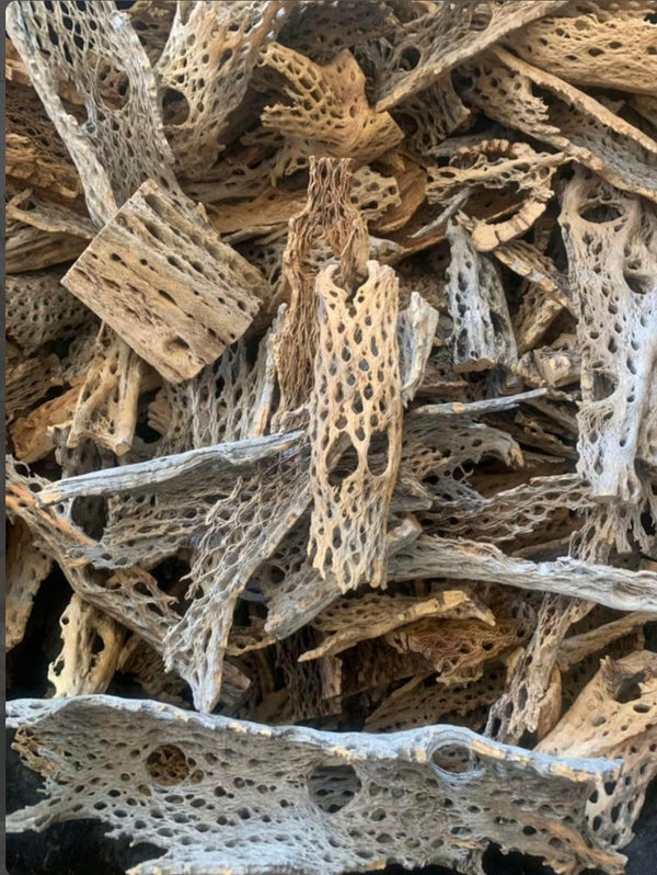 Teddy Bear Cholla Wood Shards Natural Hermit Crab Treats & Habitat Enrichment