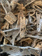 Teddy Bear Cholla Wood Shards Natural Hermit Crab Treats & Habitat Enrichment