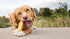 Yak Cheese Himalayan Dog Chews, High Protein Natural Treats for Medium Dogs, Lactose Free, 3 Medium Chews