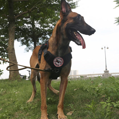 ICEFANG Tactical Dog Harness, Large Size, 2X Metal Buckle, Working Dog MOLLE Vest with Handle and No Pull Clip