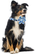 Maca Bates Flower Summer Daisy Dog Collar with Flowers, Adjustable Breakaway Bloom Blue Collars for XS to XL Pets